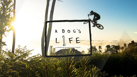 Dog's Life Maderia.jpg