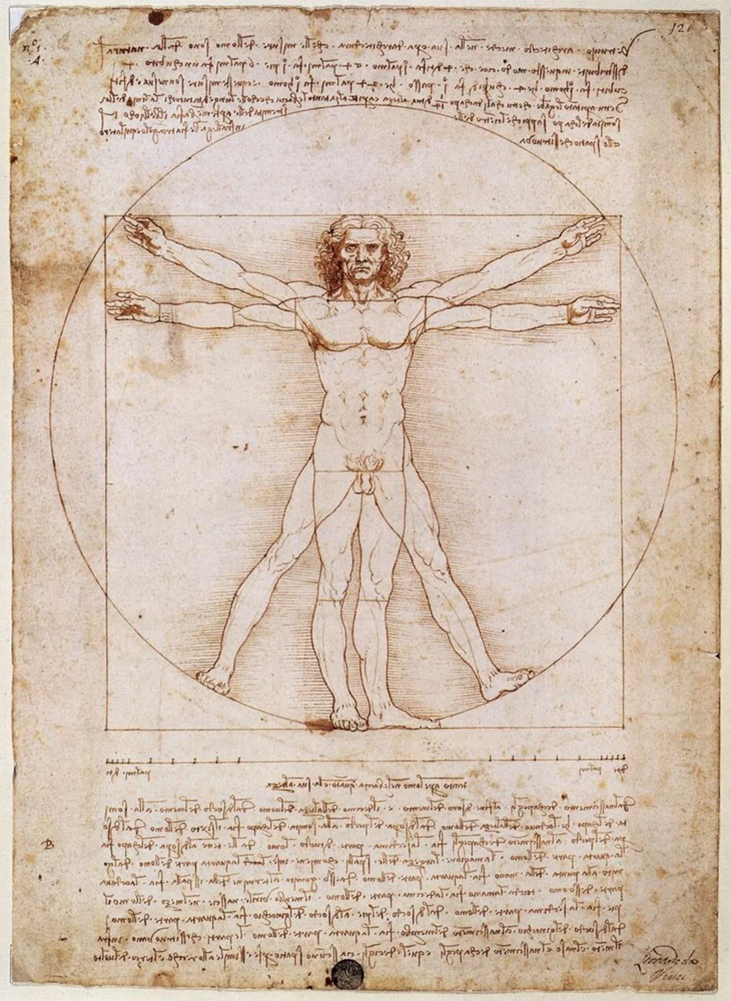 120131-leonardo-da-vinci-vitruvian-man-8a