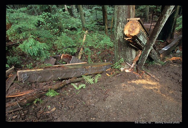 The Reaper, RIP - Sterling Lorence Photo