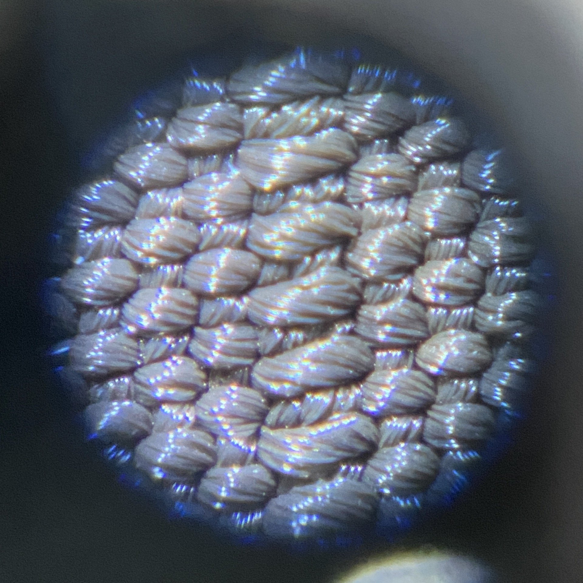 7mesh microscopic