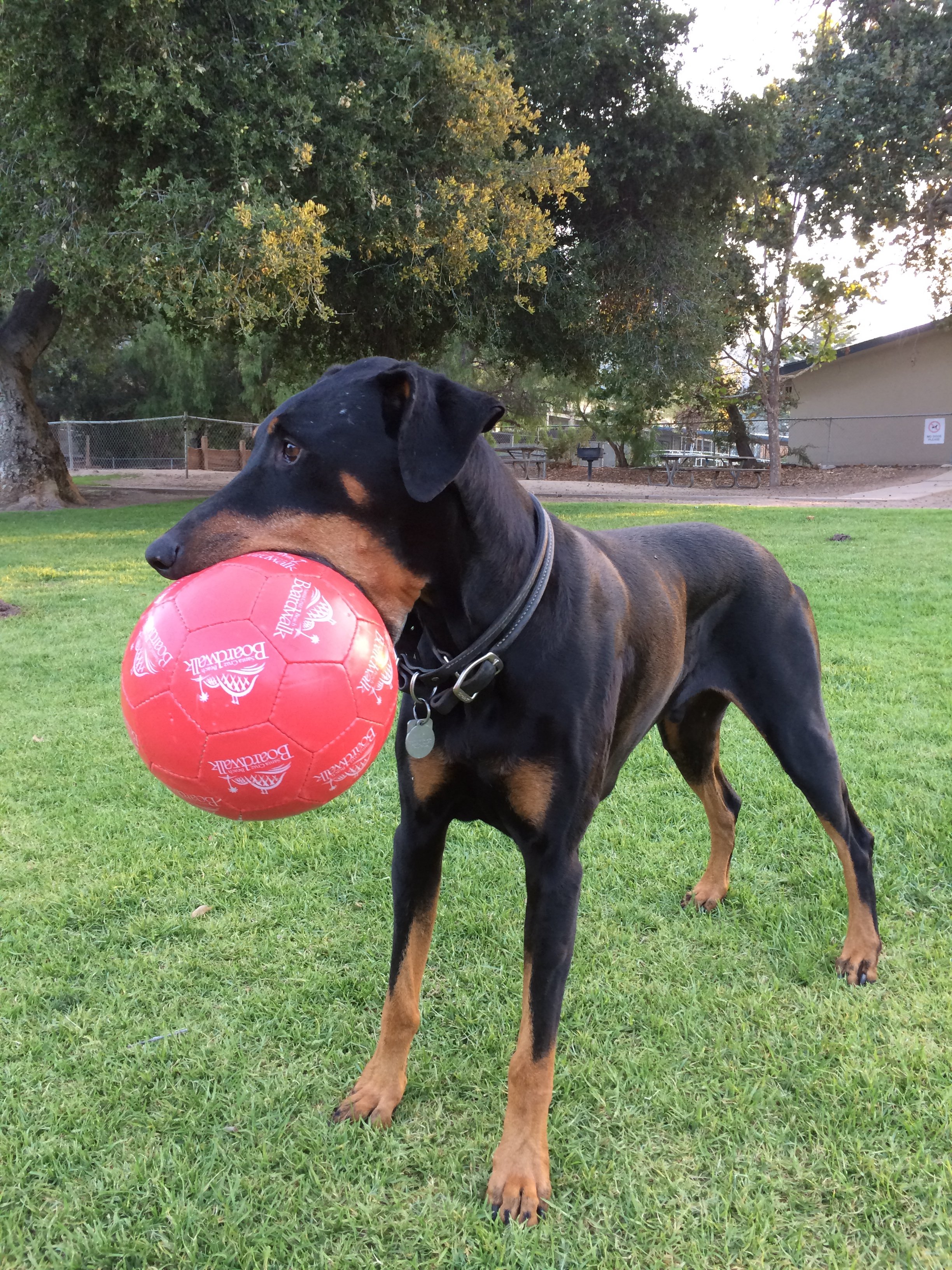 Educational Challenges And Aging Canines 