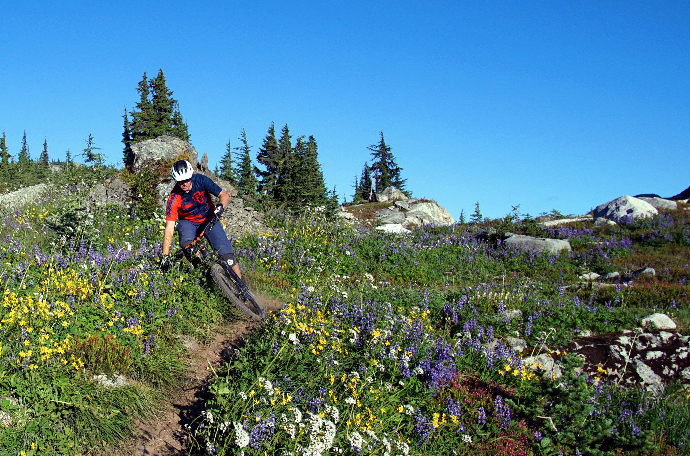 Bar Drag Through the Flowers LOTS.JPG