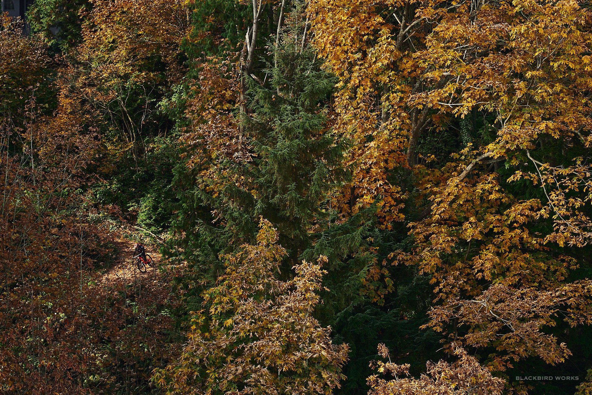 DSC05655-denizmerdano-elladee-brown-staney.jpg
