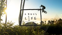 Dog's Life Maderia.jpg