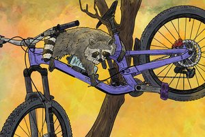 A raccoon borrowing parts off of a mountain bike