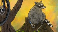 A raccoon who is tired of working on bikes