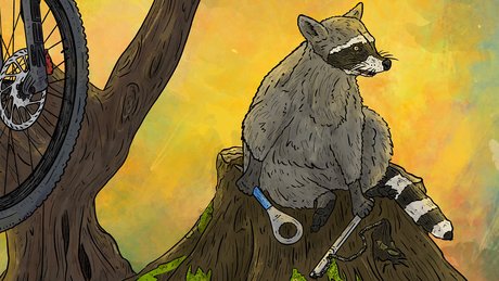 A raccoon who is tired of working on bikes