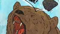 A bear getting clunked with a rock
