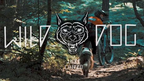 Wild Dog Header