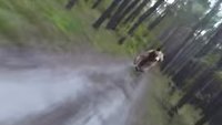 bear_banner.jpg