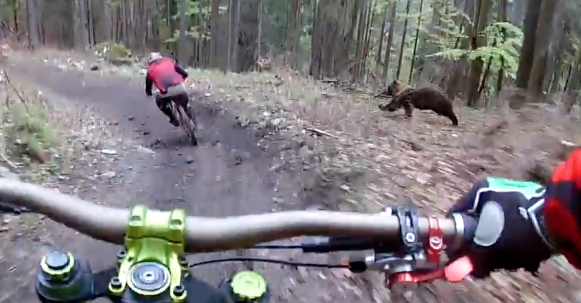 Ютуб необычное. Медведь гонится за велосипедистом. Медведь в лесу на велосипеде. Невероятные случаи снятые на камеру. Велосипедист и медведь в лесу.