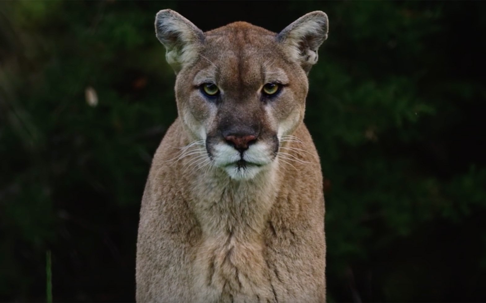 Cougar