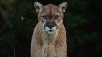 Cougar