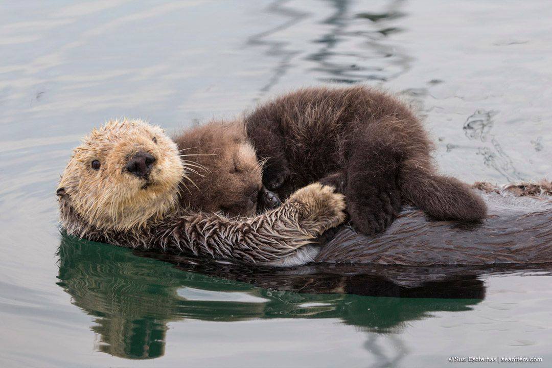 sea otter holding hands quote