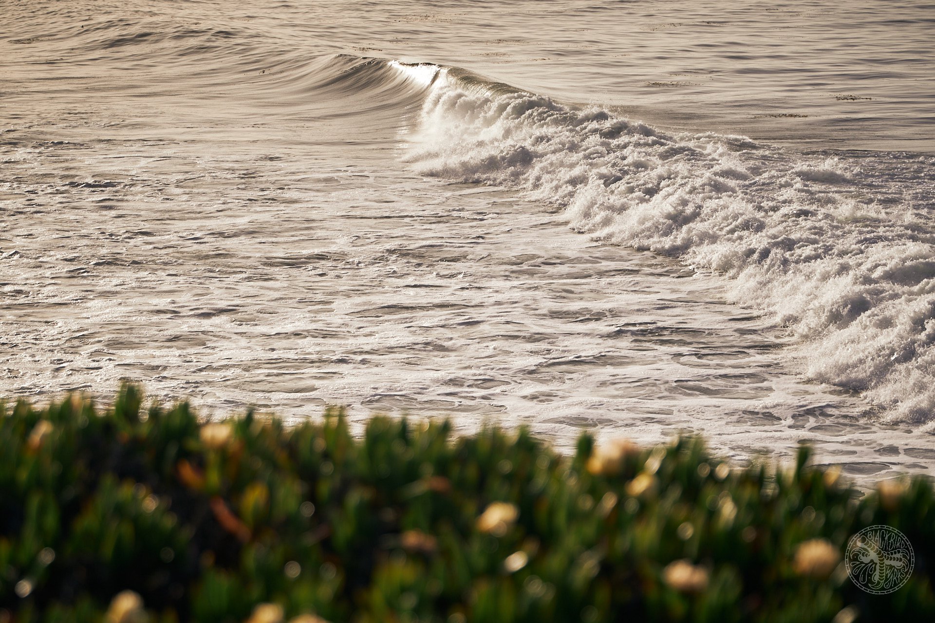 deniz merdano seaotter 23.jpg