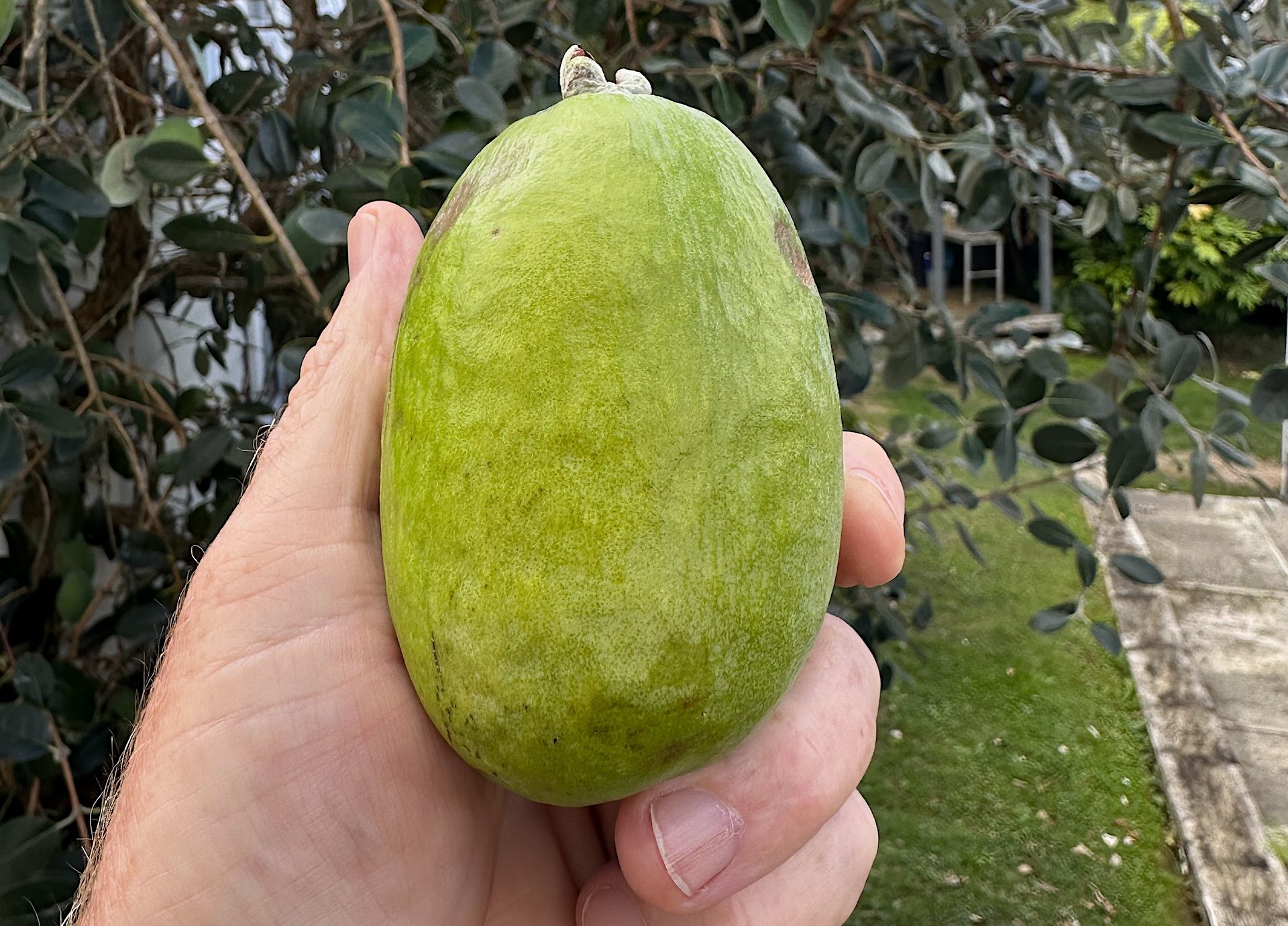 feijoa