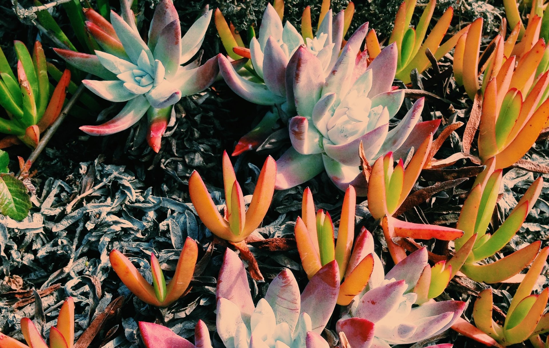 flowers2