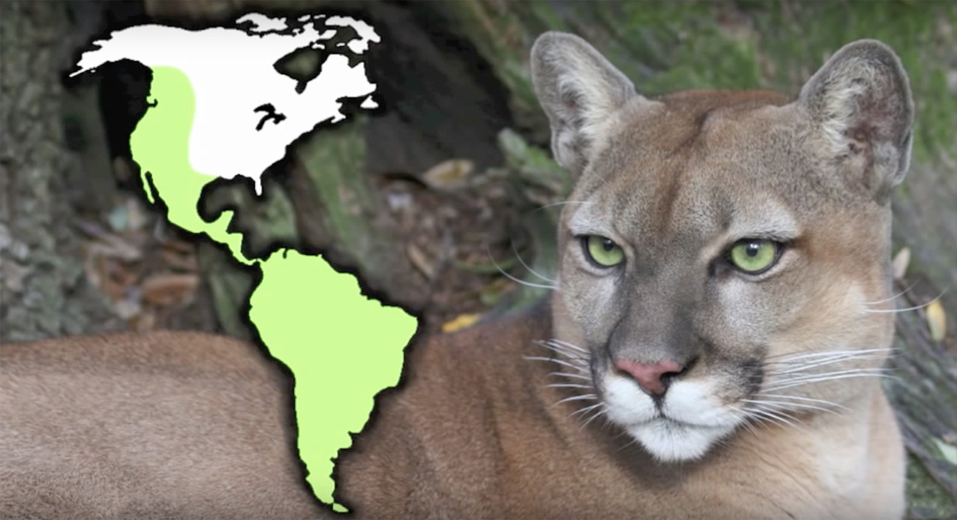 Cougar habitat
