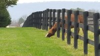 horsefence.jpeg