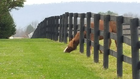 horsefence.jpeg