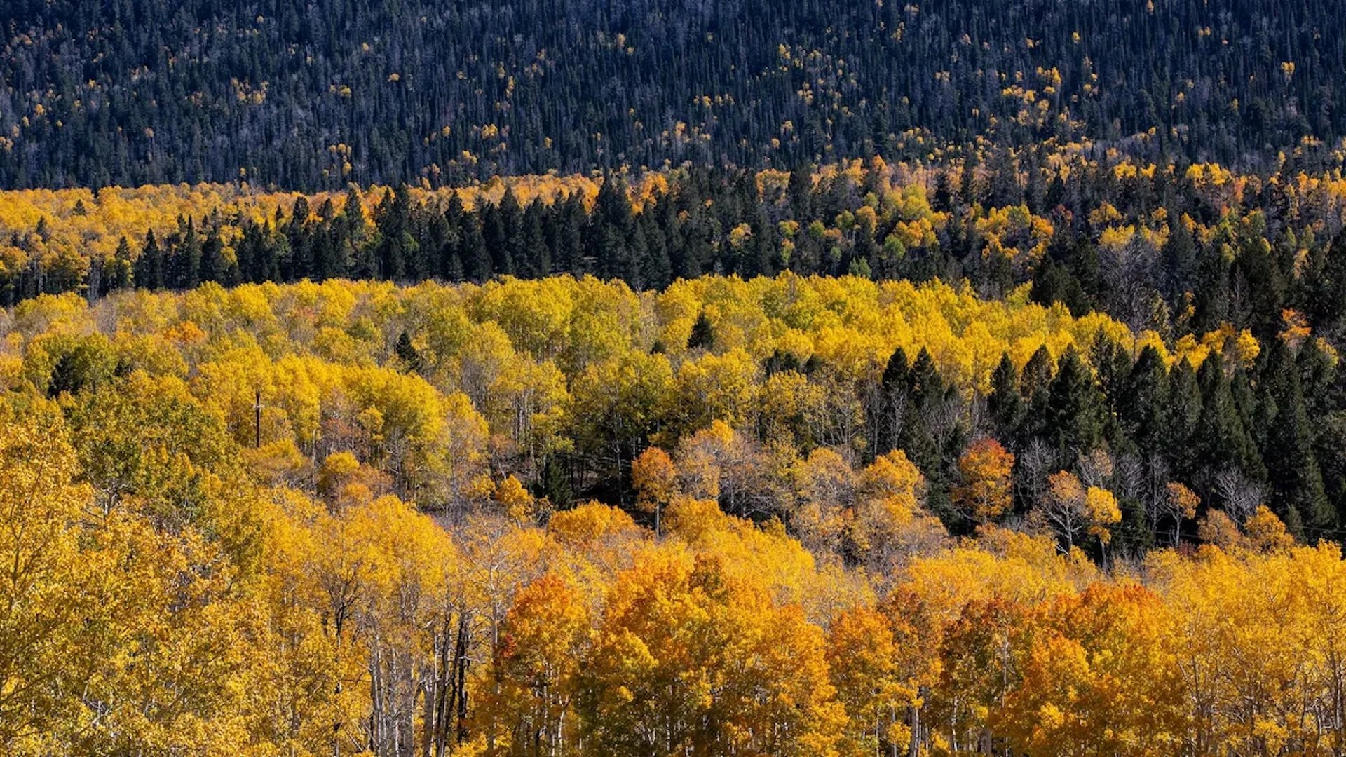 pando