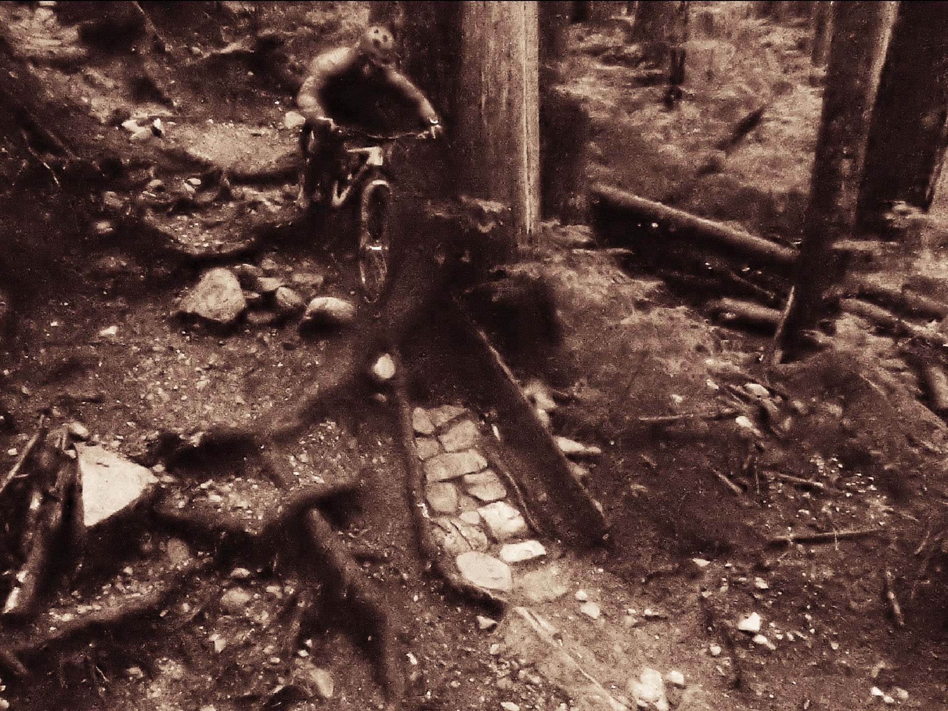 roggey-rootdrop.jpg