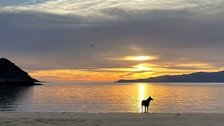sunrisedog