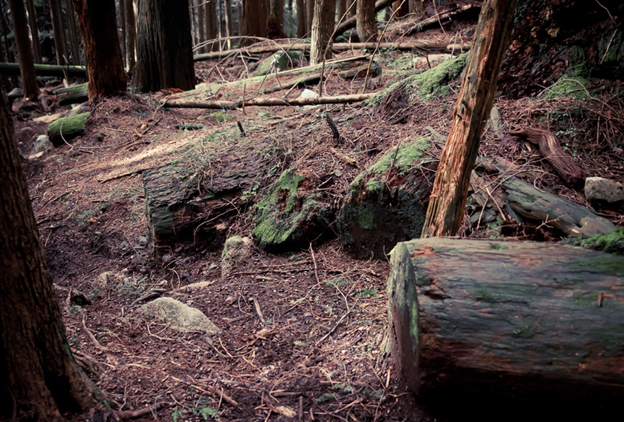 dale's trail, TAP trail day, nsmb.com, nsmba, trail work, maintenance, digger, mountain bike trails, north shore